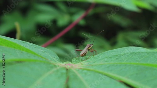 View of wild grass in the wild which is very green. green background. top view of natural grass with grasshoppers. animal on the leaf.