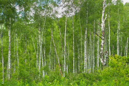 Birch grove with untouched grass on a summer sunny day.