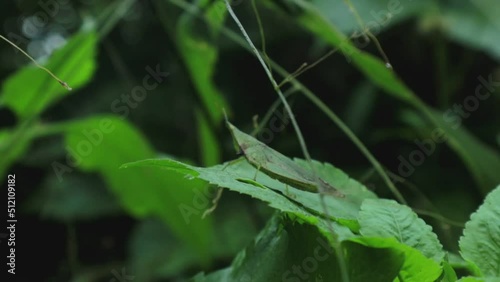 View of wild grass in the wild which is very green. green background. top view of natural grass with grasshoppers. animal on the leaf.