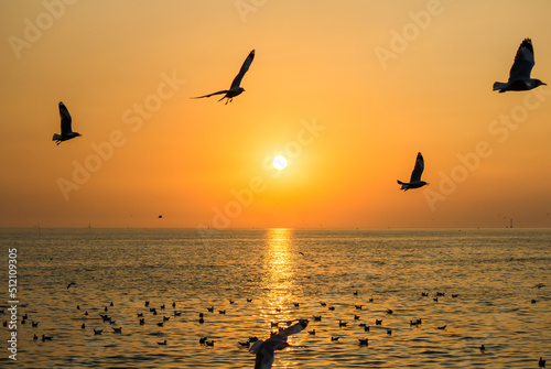 Flying Brown-headed gulls at Bang Poo Samut Prakarn province Thailand during sunset.