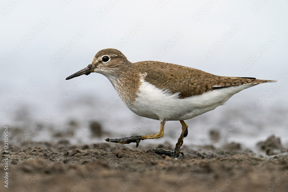 Common sandpiper (Actitis hypoleucos) Common sandpiper (Actitis hypoleucos)