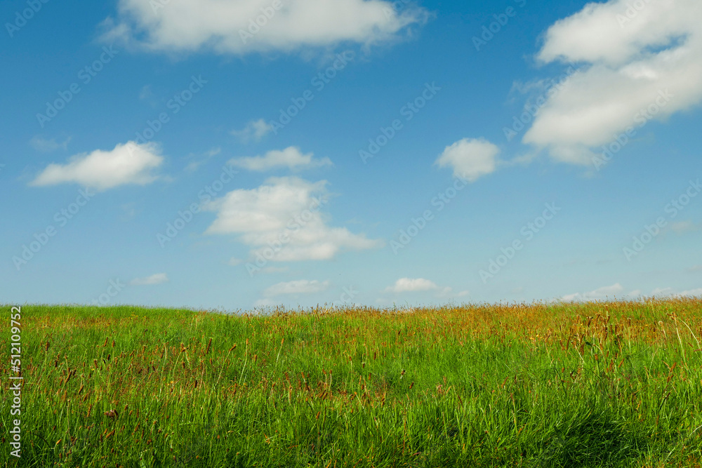 Green grass field and blue cloudy sky. Summer abstract background.
