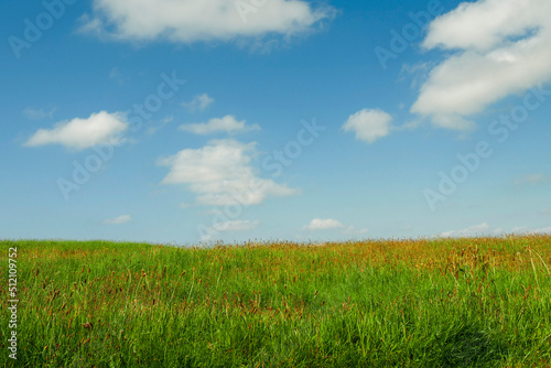 Green grass field and blue cloudy sky. Summer abstract background.