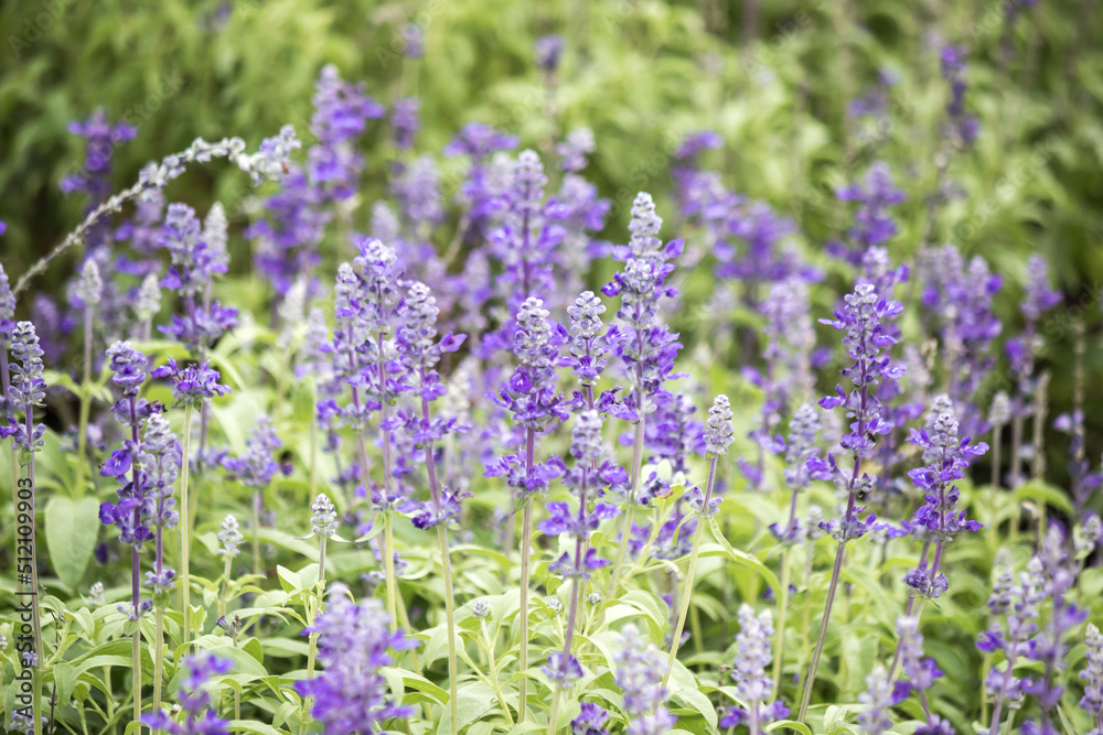 Field of Blue salvia flowers.(selective focus) Field of Blue salvia flowers.(selective focus)