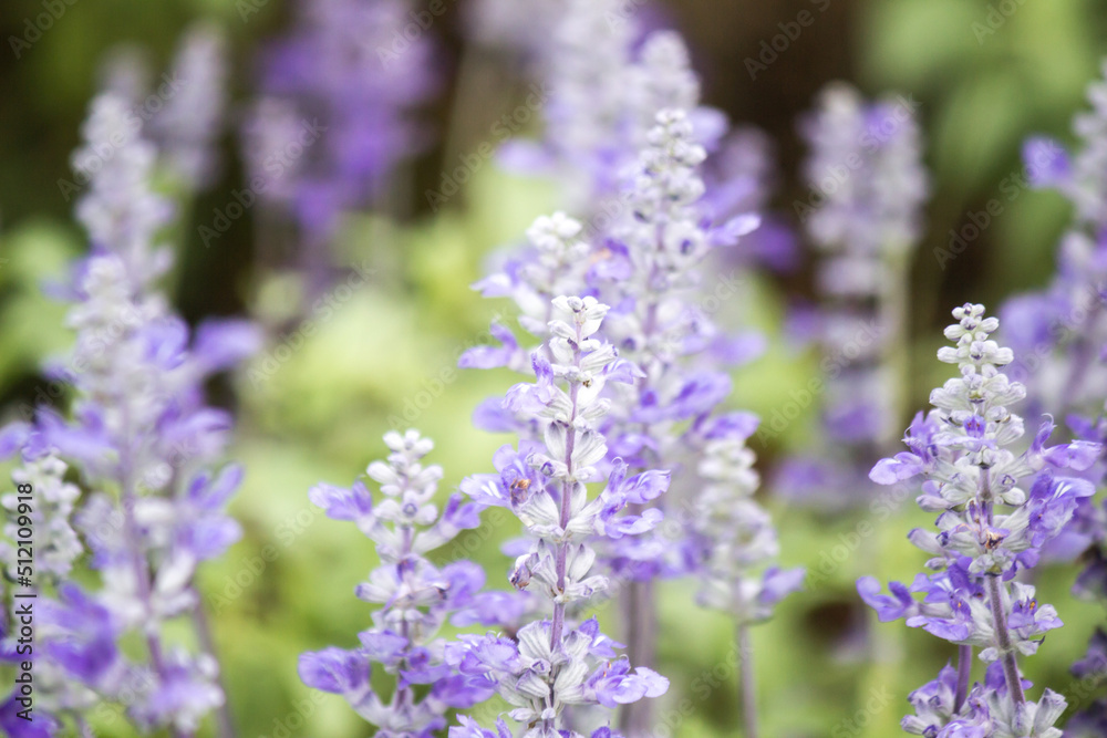Field of Blue salvia flowers.(selective focus)