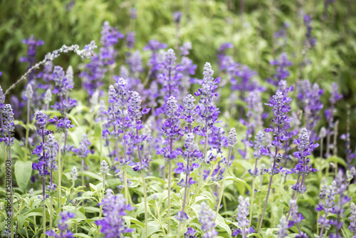 Field of Blue salvia flowers.(selective focus)