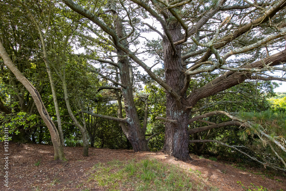 Naklejka premium Old trees on the Wooldown Looe South East Cornwall
