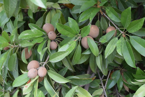 Manilkara zapota, commonly known as sapodilla. Fruit farming in pakistan. 