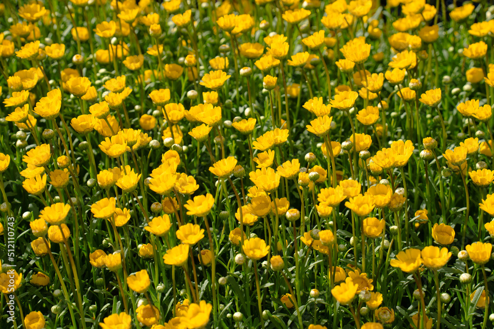 たくさんの満開の黄色い花