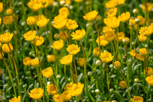 たくさんの満開の黄色い花