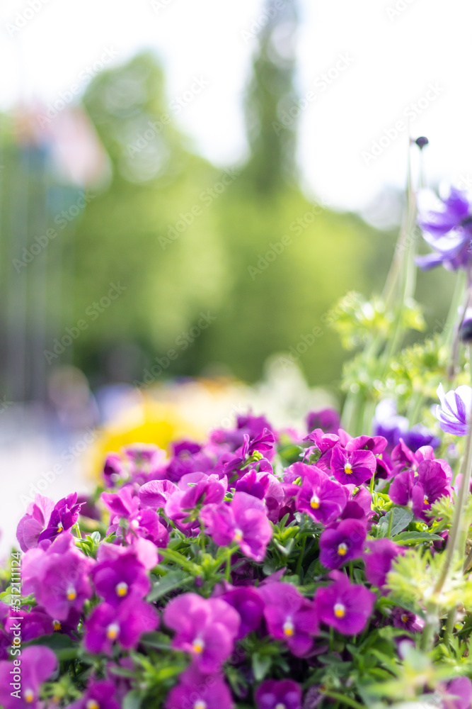 Obraz premium Blume