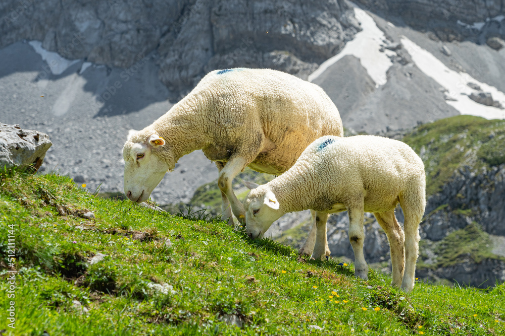 Schafe in den Bergen - obrazy, fototapety, plakaty 