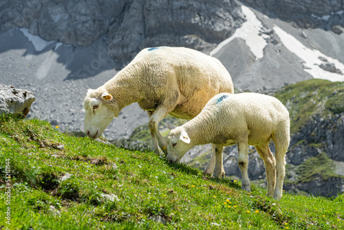 Schafe in den Bergen photo