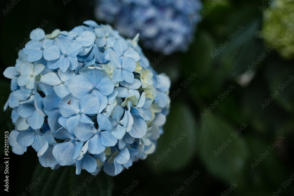 水色の紫陽花の花の接写 水色の紫陽花の花の接写