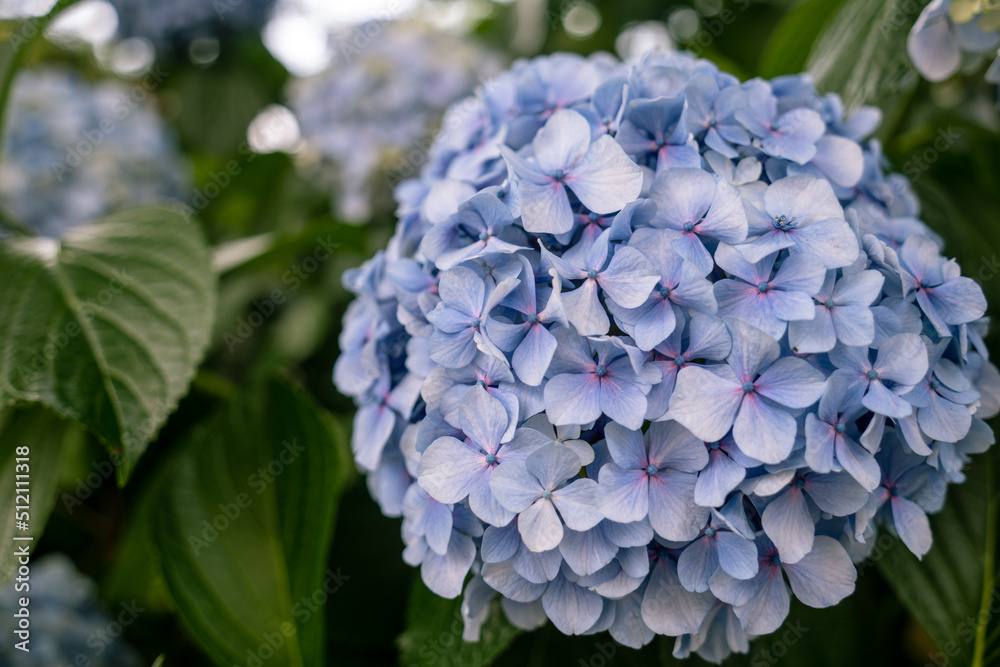 紫の紫陽花の花の接写 紫の紫陽花の花の接写