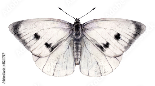 Watercolor the large white or cabbage butterfly. Pieris brassicae isolated on white background. Hand drawn painting insect illustration. photo