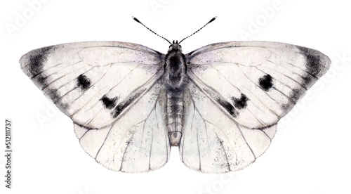 Watercolor the large white or cabbage butterfly. Pieris brassicae isolated on white background. Hand drawn painting insect illustration.