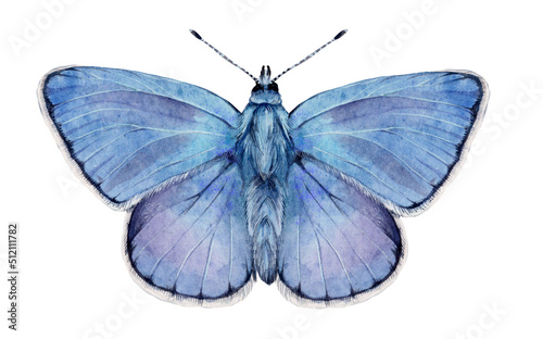 Watercolor the common blue butterfly or European common blue. Polyommatus icarus isolated on white background. Hand drawn painting insect illustration. photo