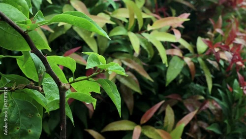 Raindrops flow down the leaf of the plant. Green leaf with drops.