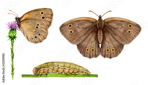 Watercolor the ringlet butterfly and caterpillar. Aphantopus hyperantus isolated on white background. Hand drawn painting insect illustration. © Екатерина Роменская
