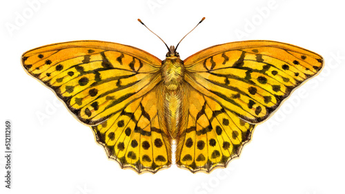 Φωτογραφία Watercolor the silver-washed fritillary butterfly