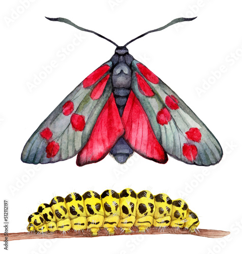 Watercolor the six-spot burnet butterfly and caterpillar. Zygaena filipendulae isolated on white background. Hand drawn painting insect illustration. photo