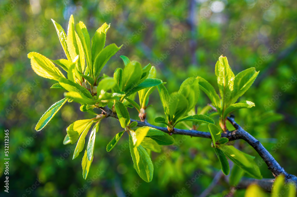 Obraz premium one branch with green leaves in the forest