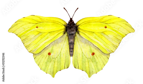 Watercolor the common brimstone butterfly. Gonepteryx rhamni isolated on white background. Hand drawn painting insect illustration.