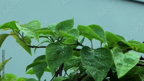 Raindrops flow down the leaf of the plant. Green leaf with drops.