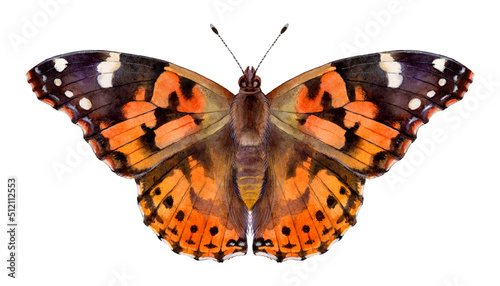 Watercolor painted lady or cosmopolitan butterfly. Vanessa cardui isolated on white background. Hand drawn painting insect illustration.