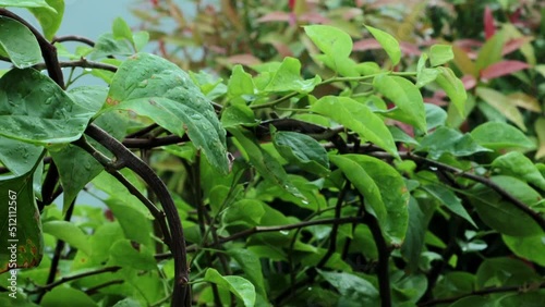 Raindrops flow down the leaf of the plant. Green leaf with drops.