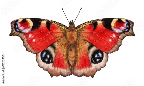Photos Watercolor European peacock or peacock butterfly butterfly