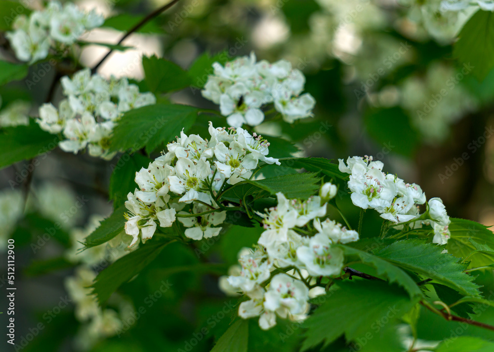 Beautiful white hawthorn flowers bloom on a hawthorn tree in spring.