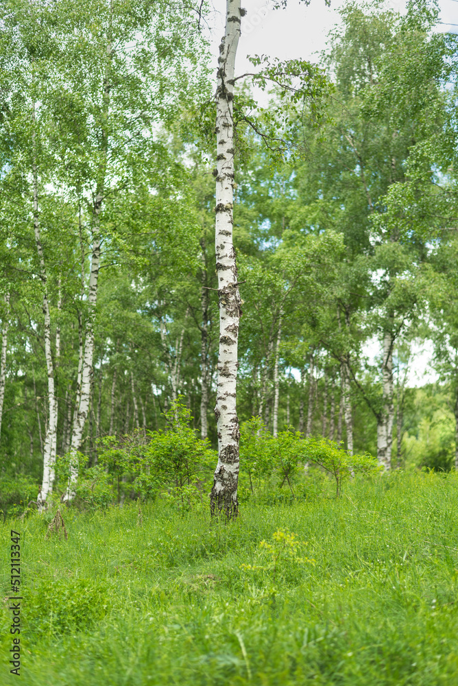 Obraz premium Birch grove with untouched grass on a summer sunny day.