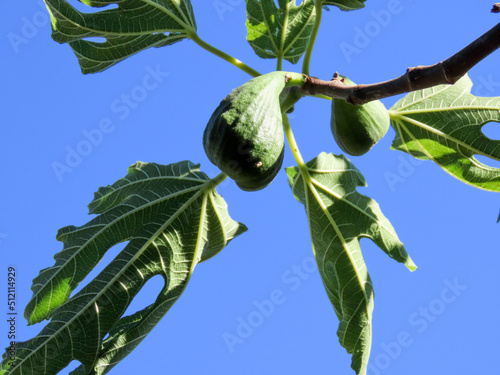 Figes dans un arbre, Occitanie photo