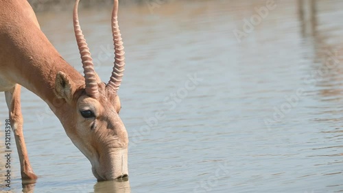 Wild saiga antelope or Saiga tatarica drinks in steppe. 4K