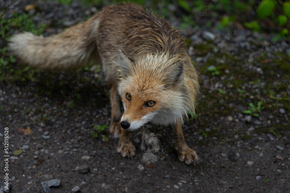 Naklejka premium red fox cub