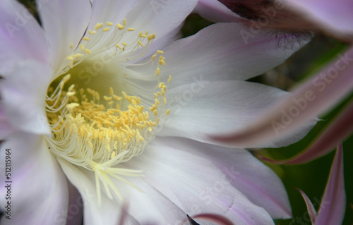 close up of a pink flower