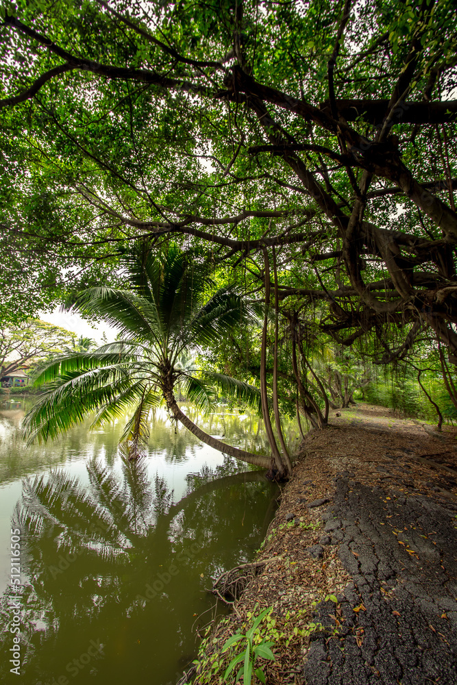Coconut and banyan trees around the pond in Thailand countryside. Coconut and banyan trees around the pond in Thailand countryside.