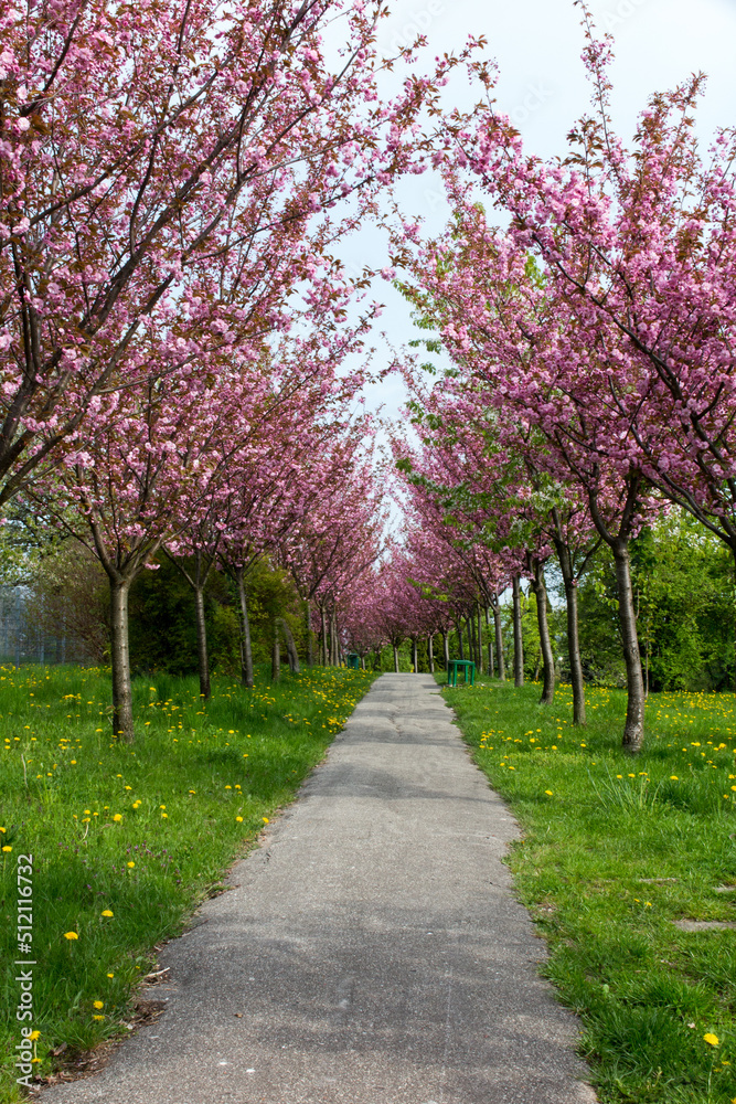 Park alley with almond trees on both sides with lovely pink flowers