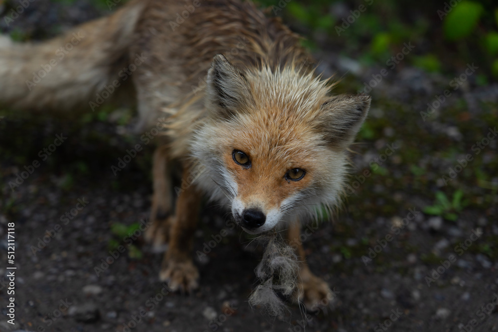 red fox vulpes red fox vulpes