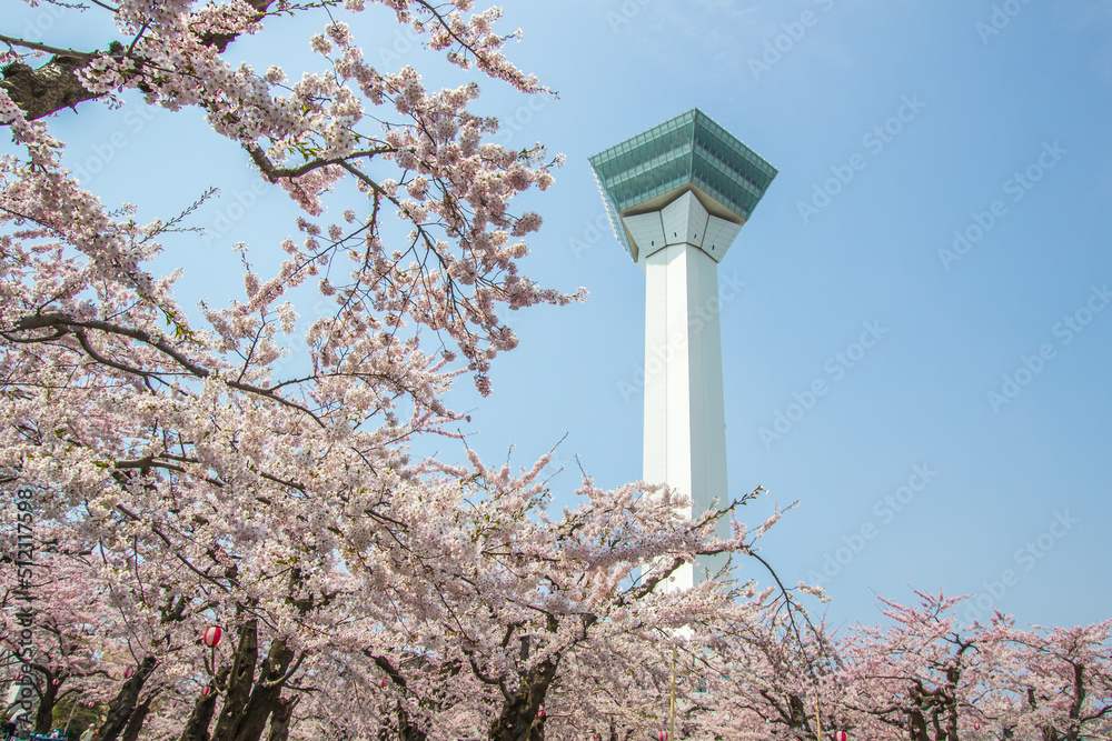 Hakodate,Hokkaido,Japan on April 29,2018:Springtime at Goryokaku Tower,with fully-bloomed cherry blossoms in the foreground. Hakodate,Hokkaido,Japan on April 29,2018:Springtime at Goryokaku Tower,with fully-bloomed cherry blossoms in the foreground.
