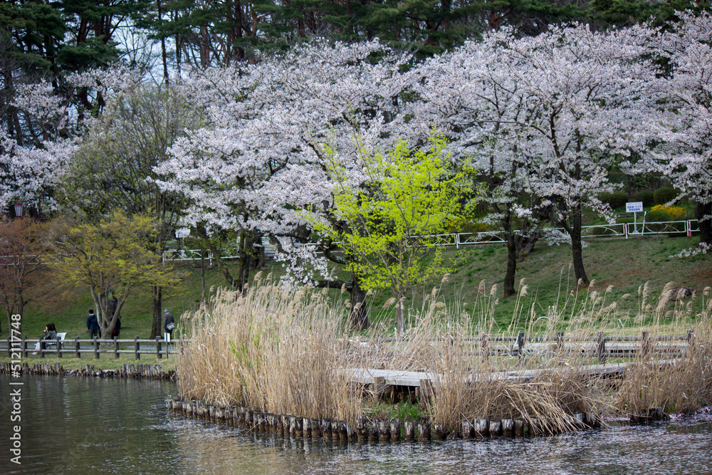 Foto De Cherry Blossom Festival At Takamatsu Park Morioka Iwate Tohoku 