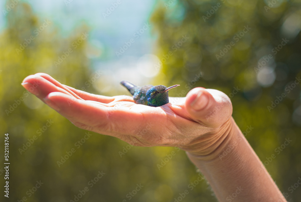 Small baby bird resting on a woman's hand. Hummingbird in the garden during springtime.