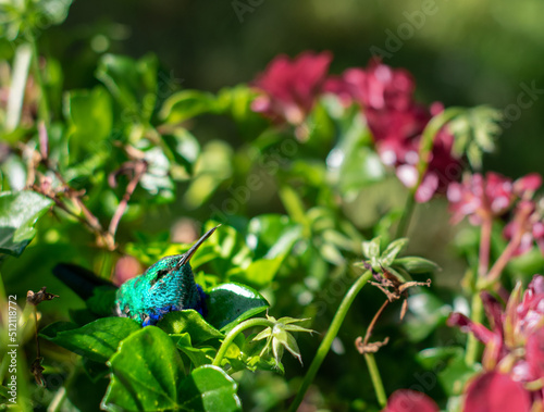 Small colorful hummingbird resting on green leaves with magenta flowers on the background. Beautiful tiny bird lying on a plant in the garden.
