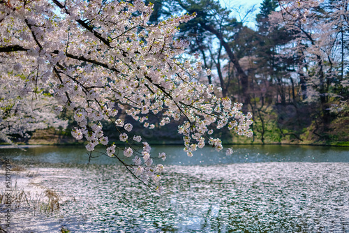 Cherry blossom rafts(Hanaikada) on the pond in Hirosaki Park,Aomori,Tohoku,Japan. photo