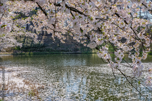 Cherry blossom rafts(Hanaikada) on the pond in Hirosaki Park,Aomori,Tohoku,Japan.