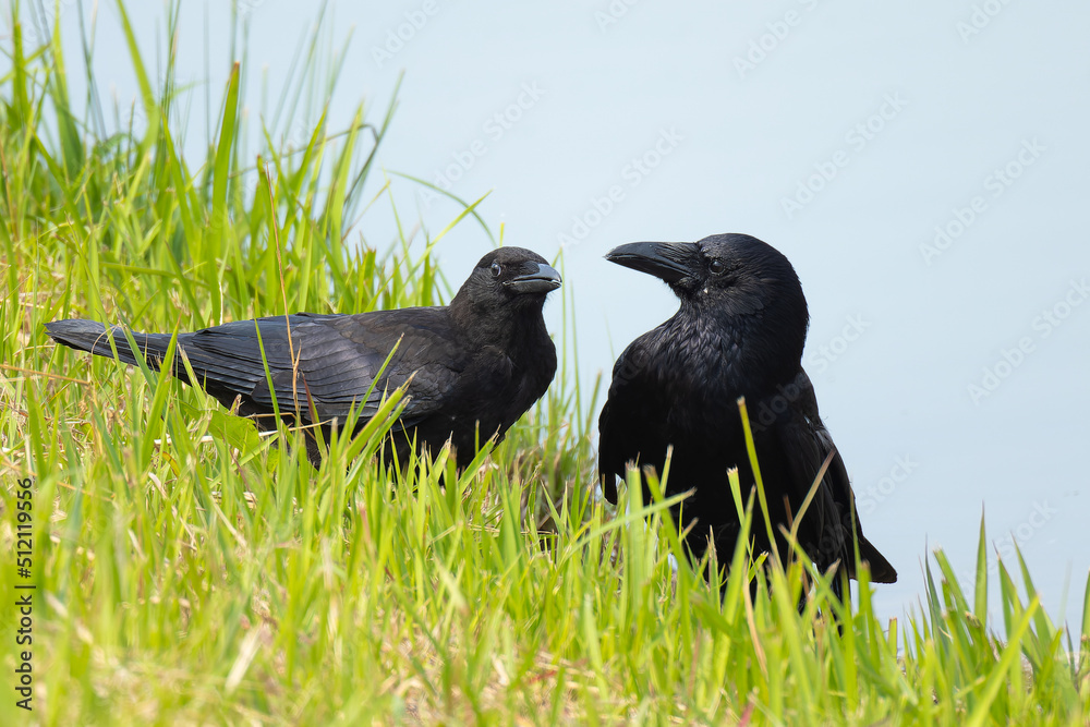 Obraz premium ハシボソガラスの親子