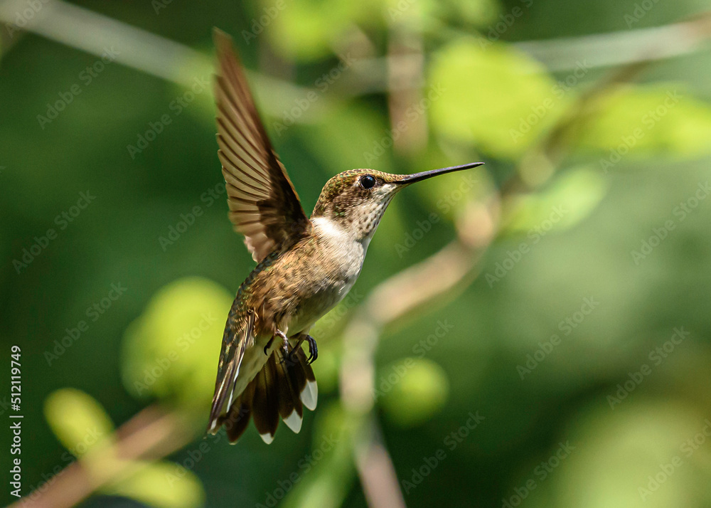 Fototapeta premium Hovering Hummingbird