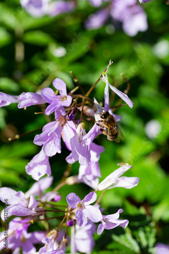 Dentaria bulbifera. Cardamine, first spring forest flowers, selective focus. Purple and lilac forest flowers. A Beautiful spring floral background photo